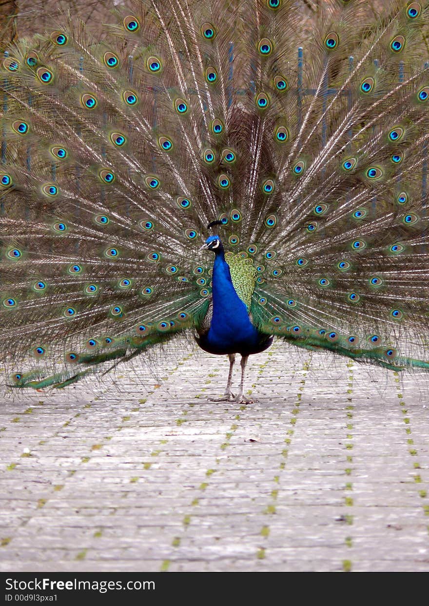 Portrait of peacock detailed view and path. Portrait of peacock detailed view and path