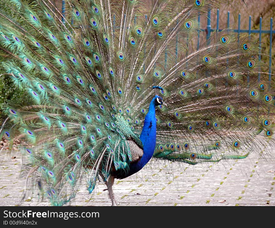 Portrait of peacock detailed view and path. Portrait of peacock detailed view and path