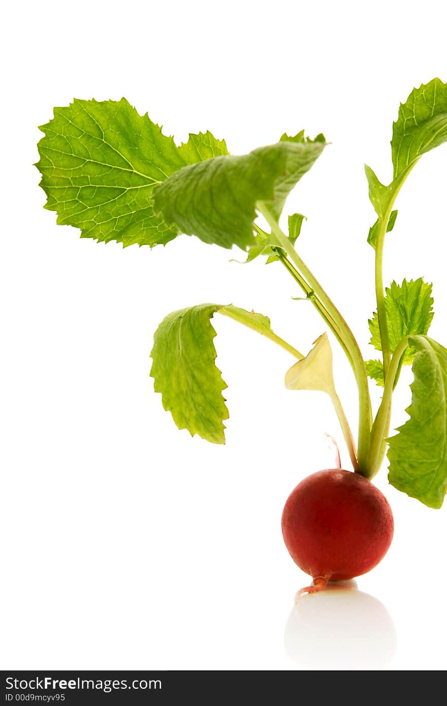 Fresh radish over white background