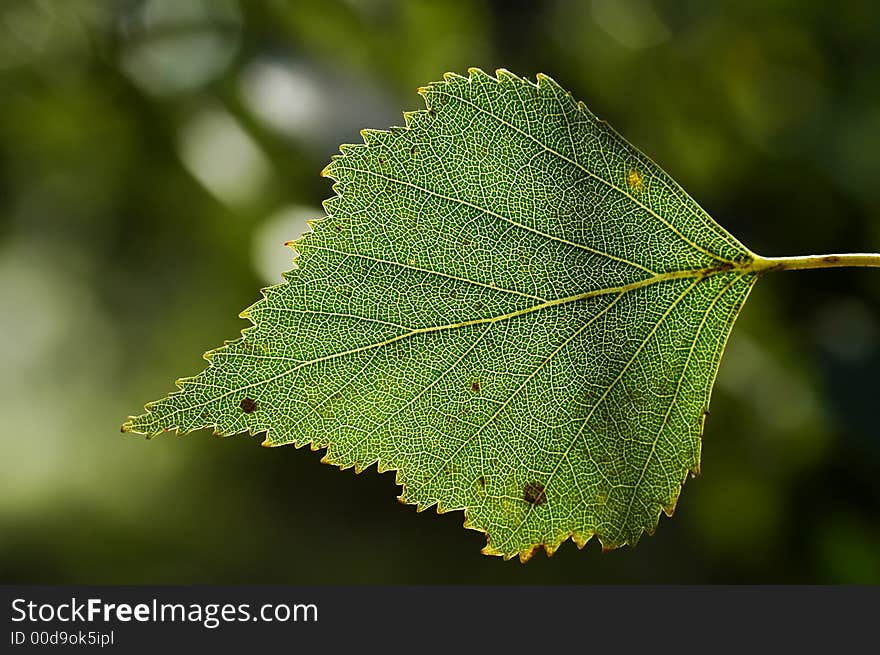 Birch leaf