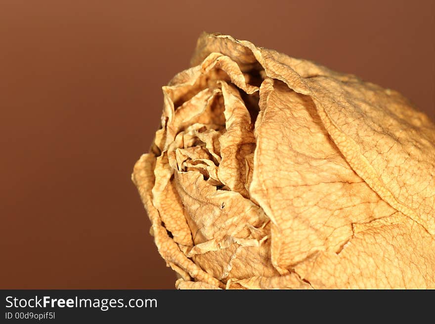 Dried rose 2