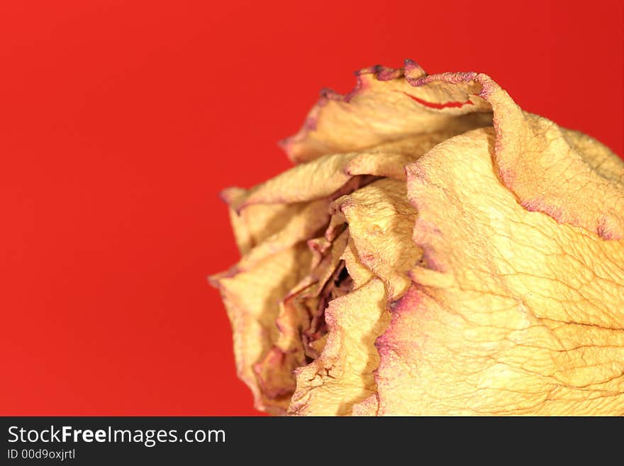 Dried rose on red