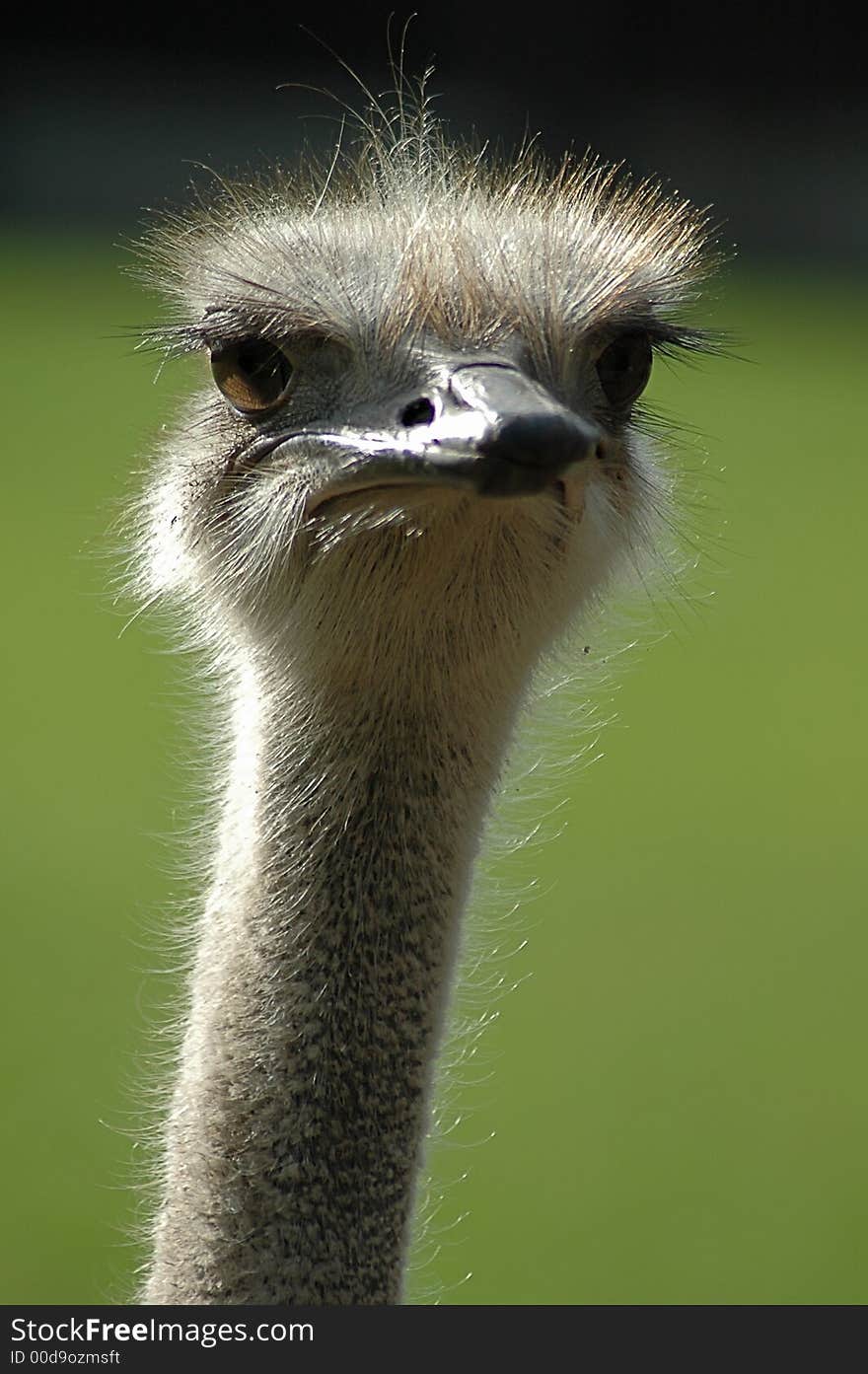 Ostrich vertical