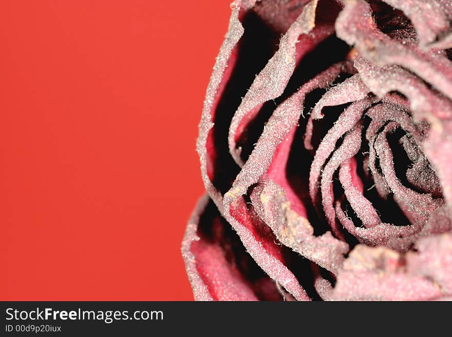 Dried rose on red 2