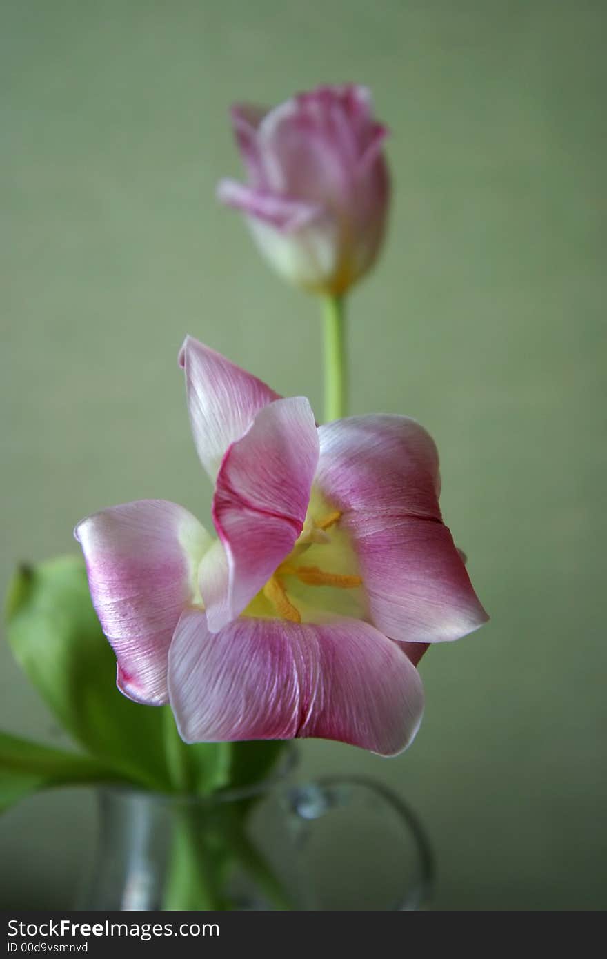 The image Violet a tulip on a green background. The image Violet a tulip on a green background