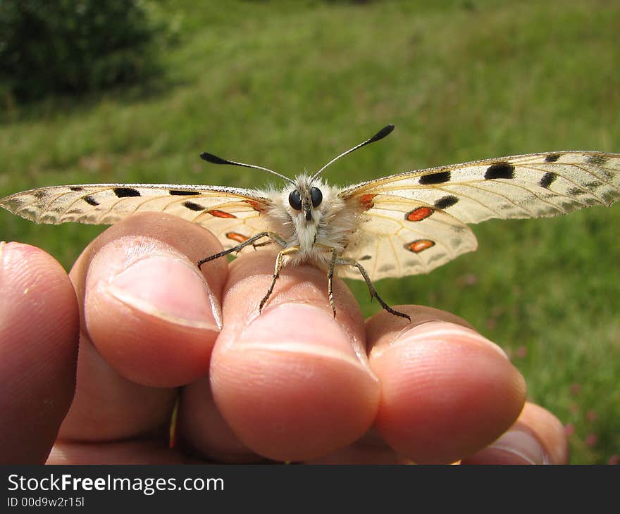 Friendly butterfly on a hand. Friendly butterfly on a hand