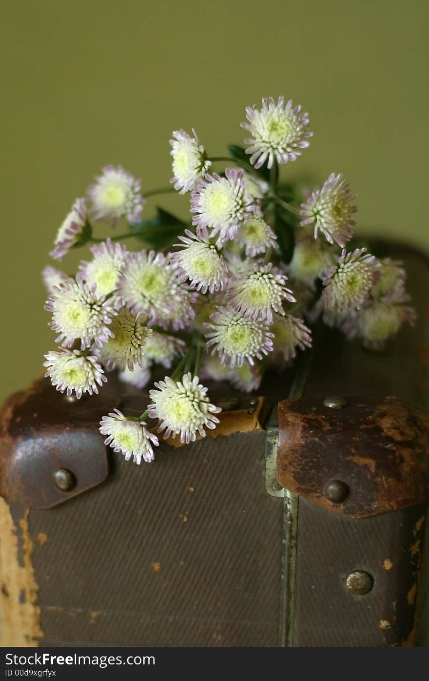 Bouquet of chrysanthemums