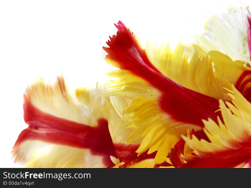 Close up of red and yellow tulip