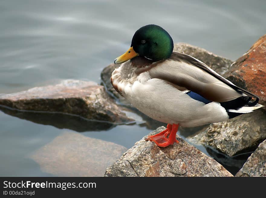 Closeup of a duck standing on a rock. Closeup of a duck standing on a rock