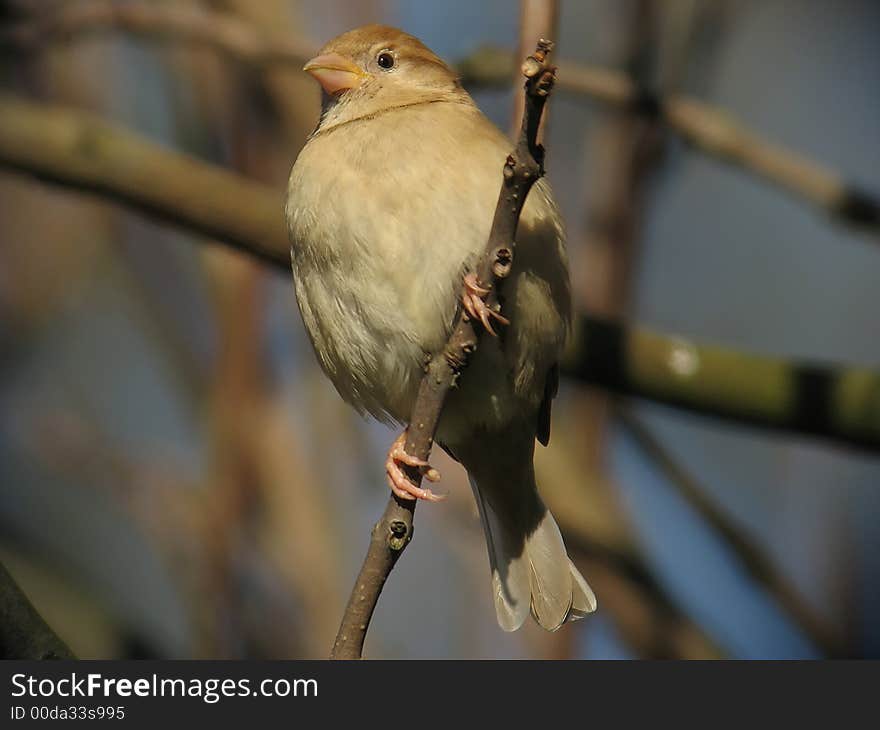 House Sparrow on the Look-out