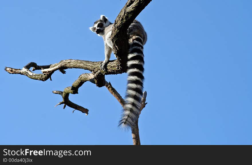 Lemur on the tree on blue sky background