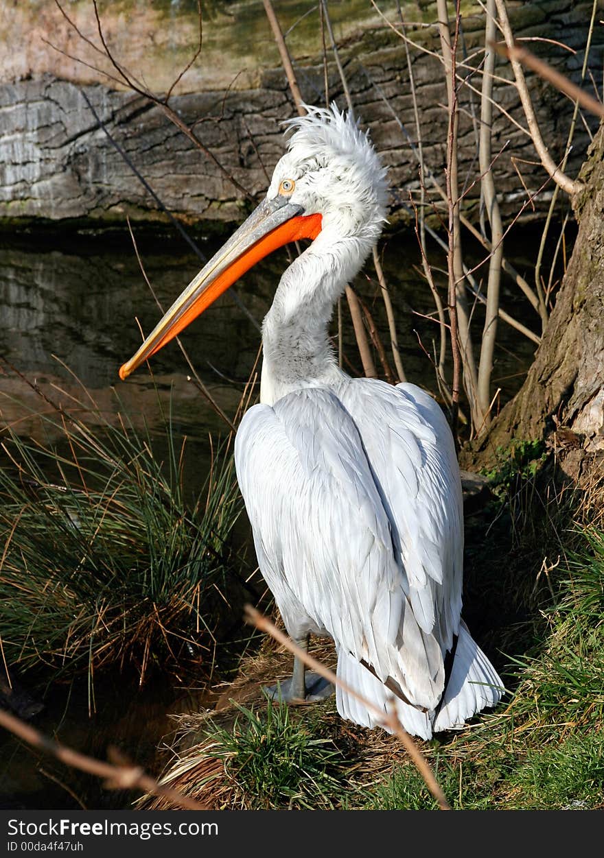 White pelican bird in wildlife