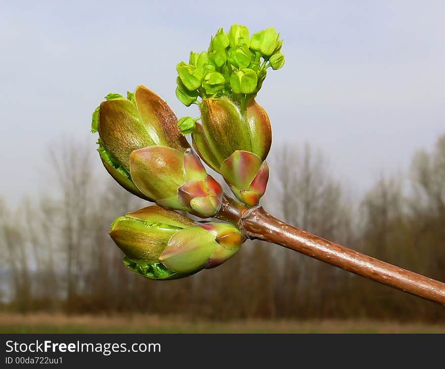 Bud in the spring