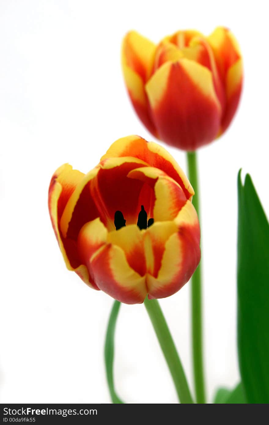 Beautiful delicate tulips on white background