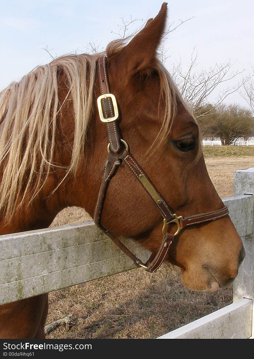 Side profile of a horse