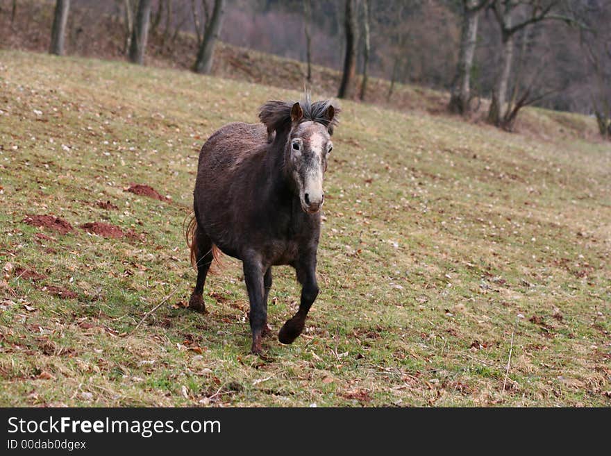 Running horse