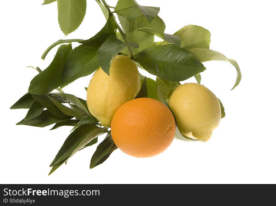 Orange With Lemon On Branch