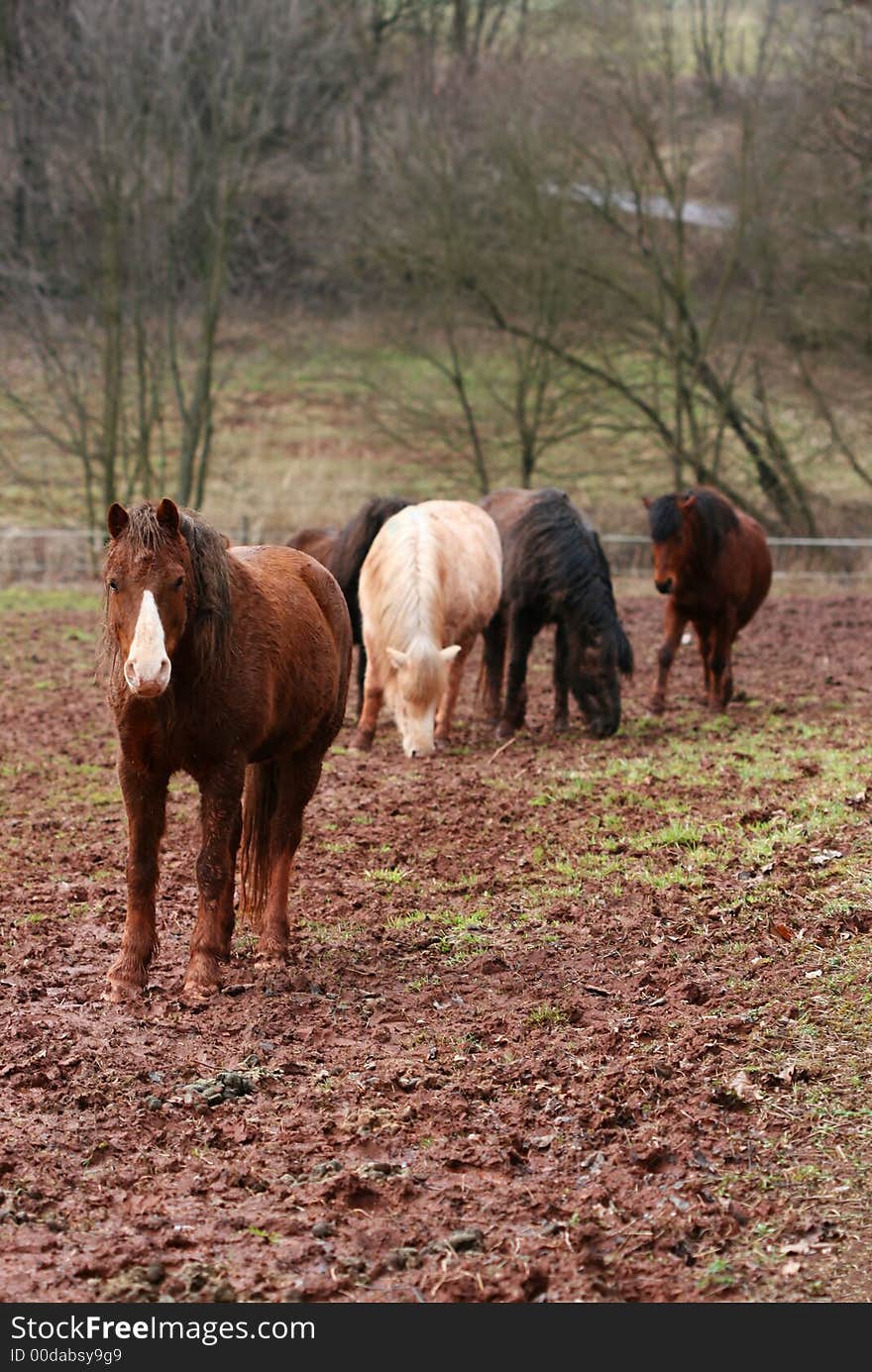 Horses