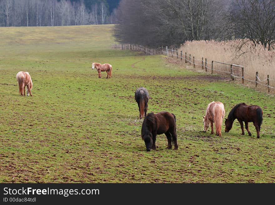 Feeding horses