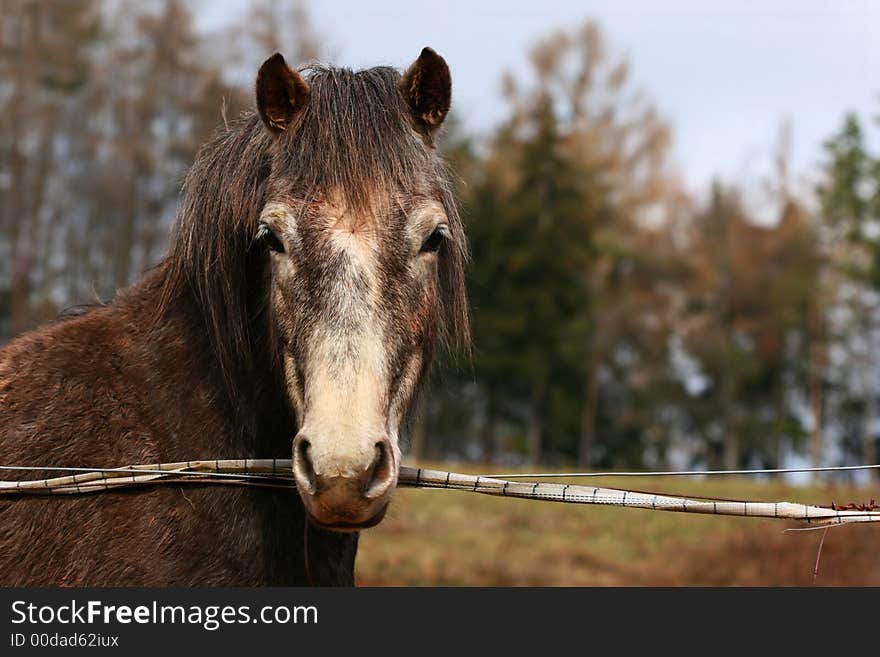 Portrait Of Horse