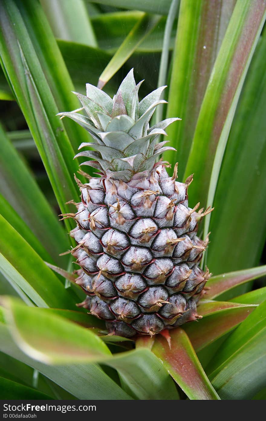 Baby Pineapple