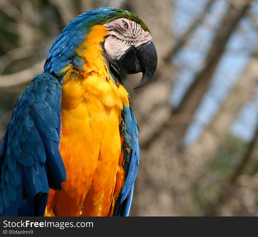 Closeup of colorful macaw