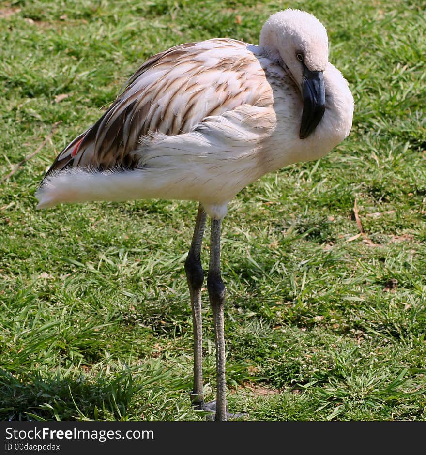 Flamingo youth with changing feathers. Flamingo youth with changing feathers