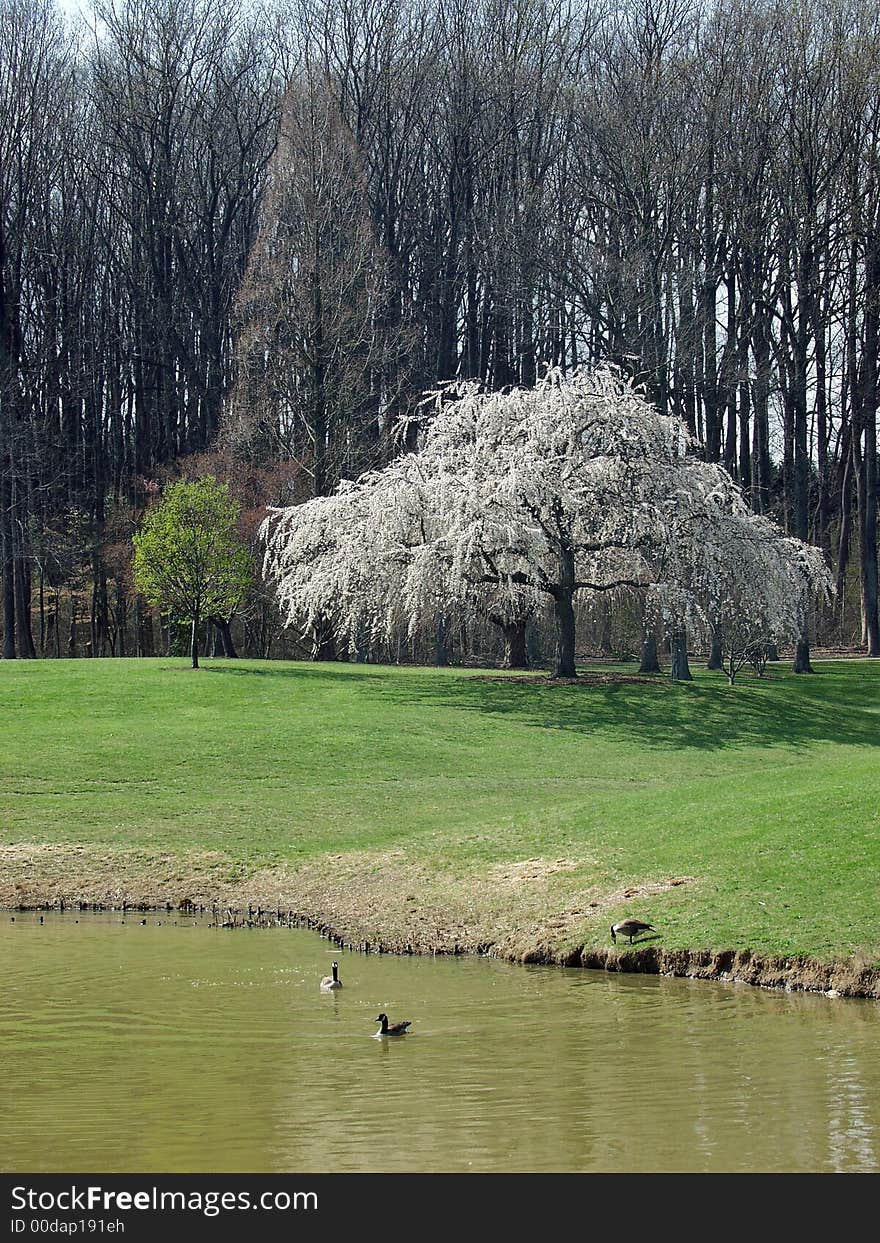 Tree blossom