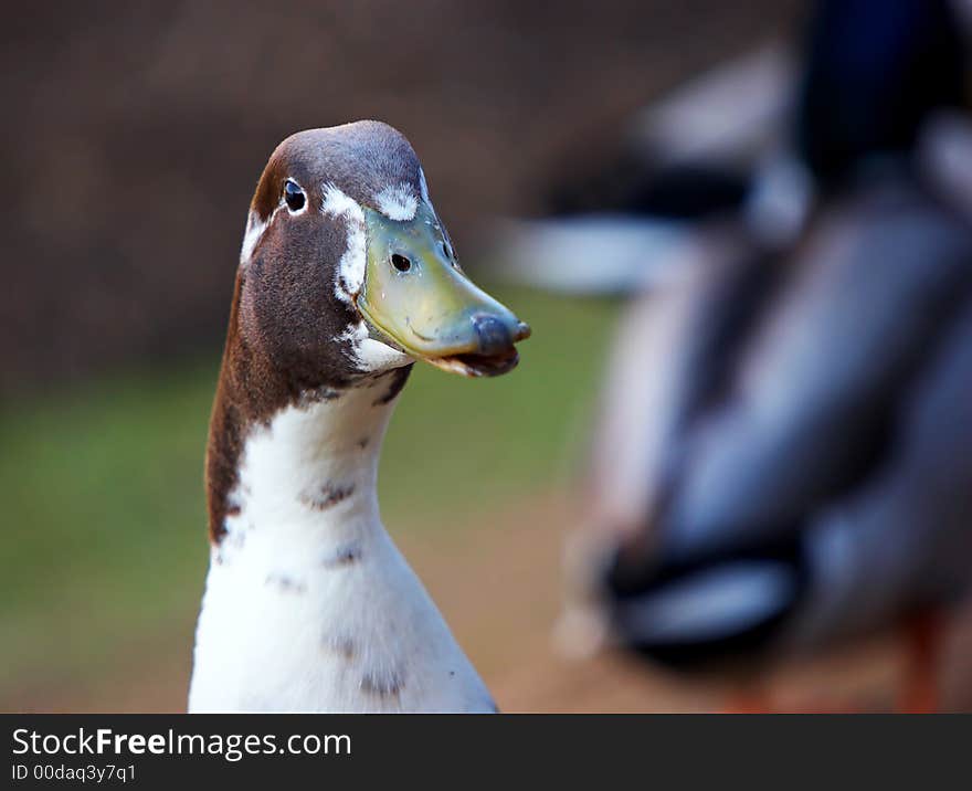 Wondering drake with ducks on background