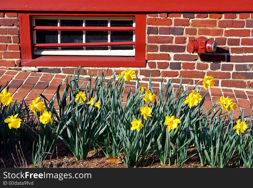 Yellow daffodils over red brick wall with window and fire-hydrant. Annapolis, Maruland, USA