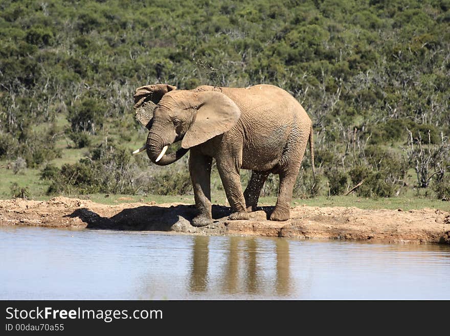 Thirsty elephant having a drink on a hot day