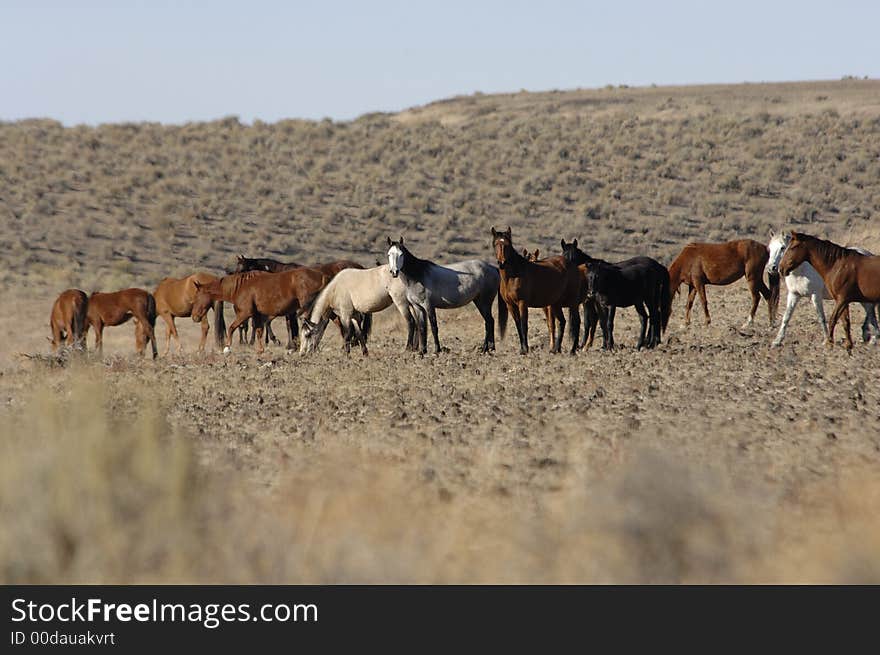 Wild horses standing and feeding in eastern washington