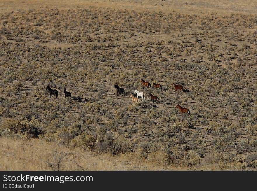 Wild horses running through sagebrush in eastern washington