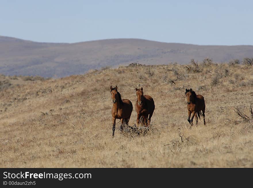 Wild horses in wide open places