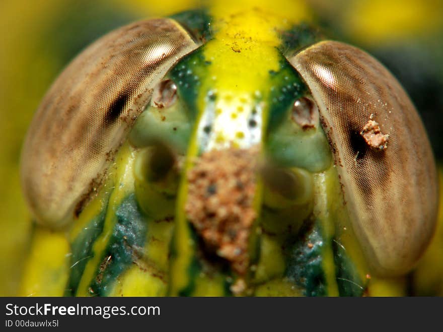 A big head of grass hopper in the parks