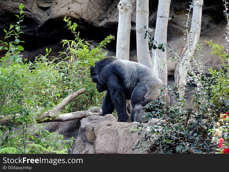 Gorilla walking away,picture taken with telephoto lens. Gorilla walking away,picture taken with telephoto lens