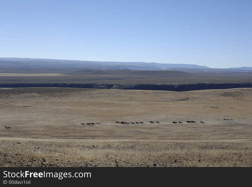 Wild horses in wide open places