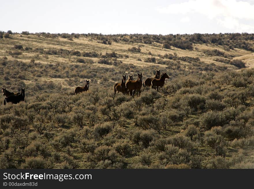 Wild horses standing in sagebrush in eastern washington