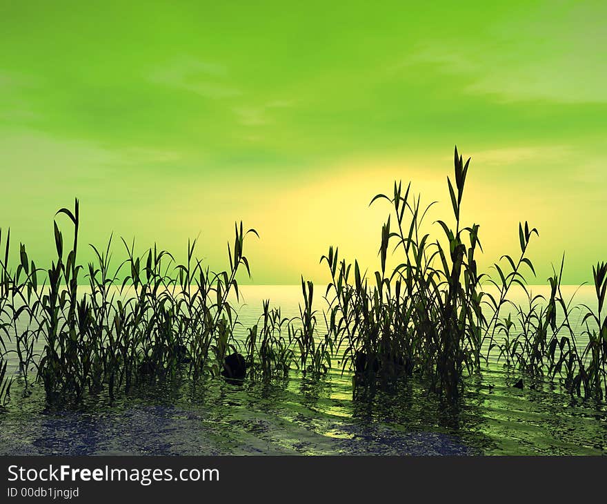 Water plants at sunset - 3D scene. Water plants at sunset - 3D scene.