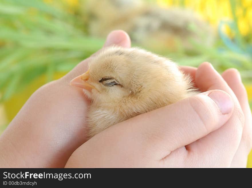 Little yellow chicken between hands of a child