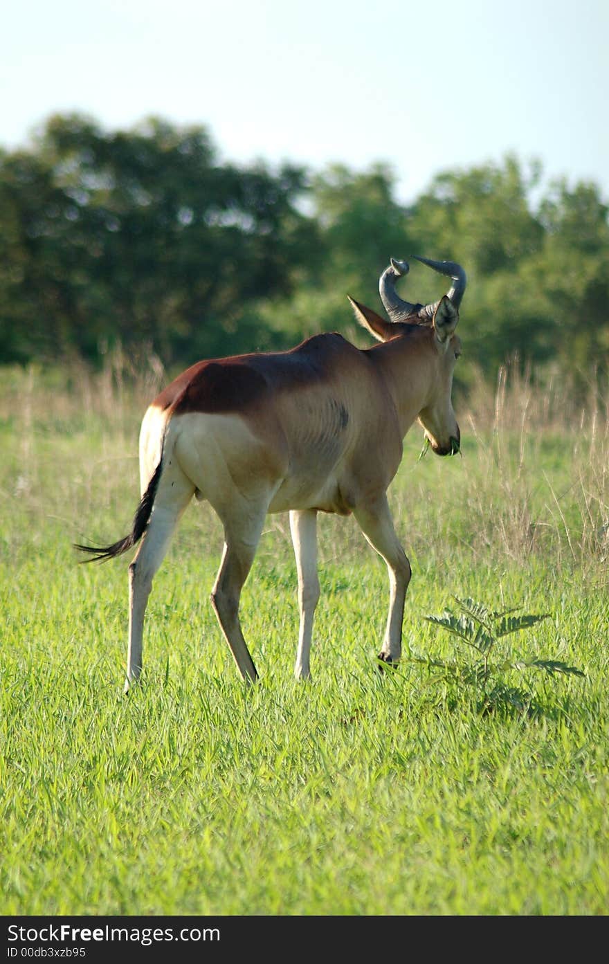 A lone hartebeast walking in the bush. A lone hartebeast walking in the bush