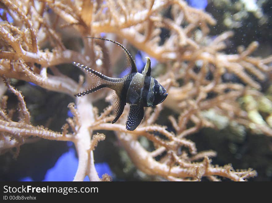 Tropical fish in water with corals