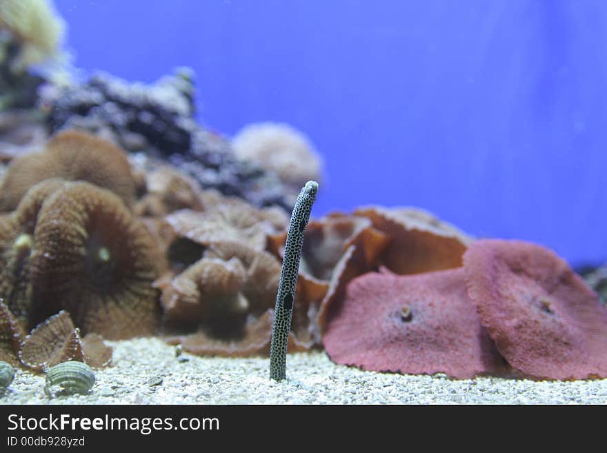 Tropical fish in water with corals