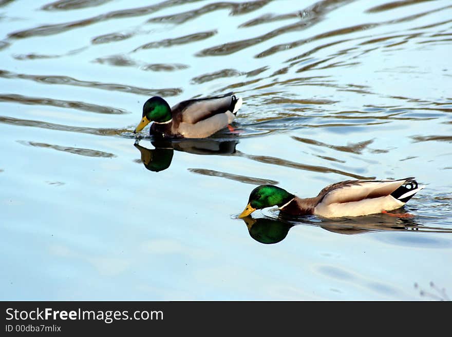 Colored duck against blue water on lake. Colored duck against blue water on lake