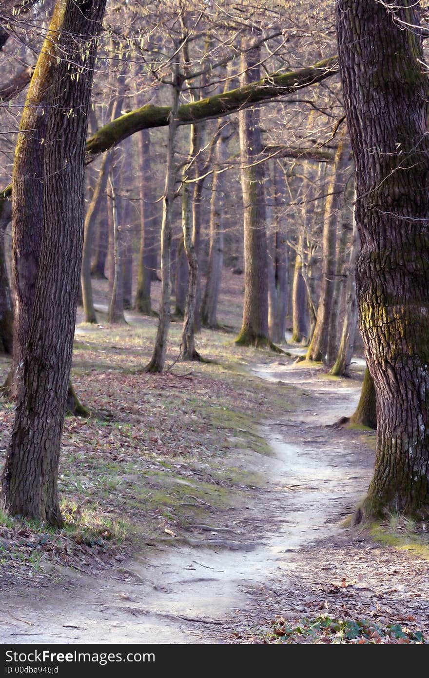 Wonderful forest in Maksimir park, Zagreb, Croatia