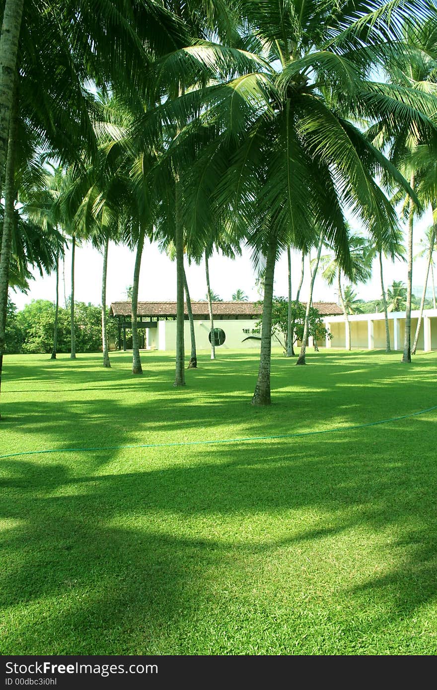 Green Grass and coconuts