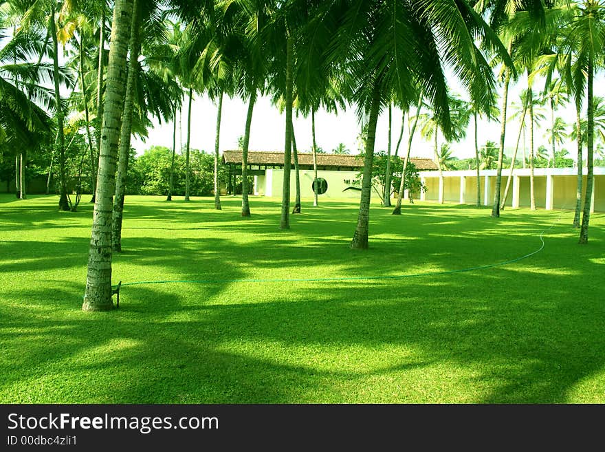 Green Grass and coconuts