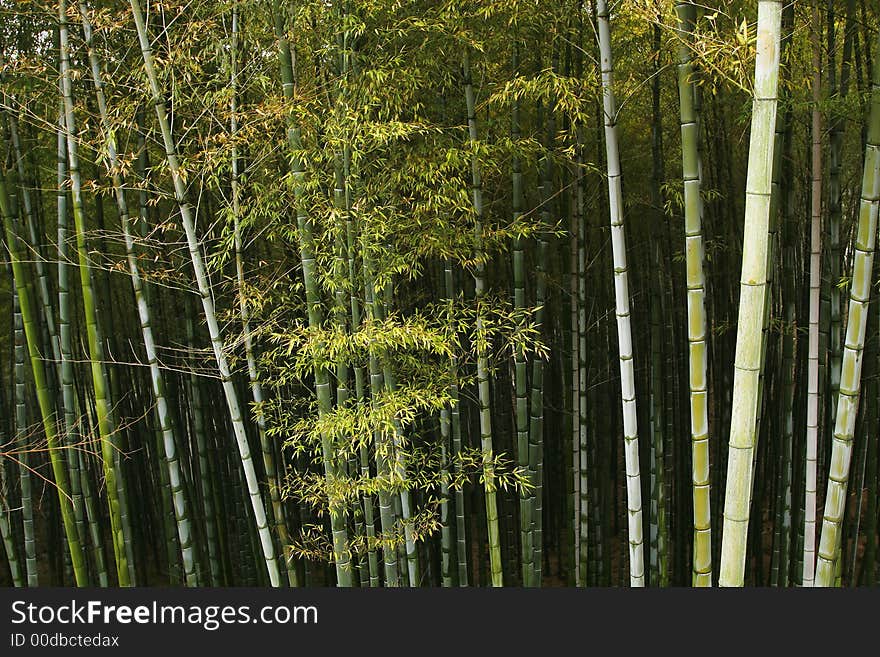 Bamboo forest in Sichuan province,China. Bamboo forest in Sichuan province,China