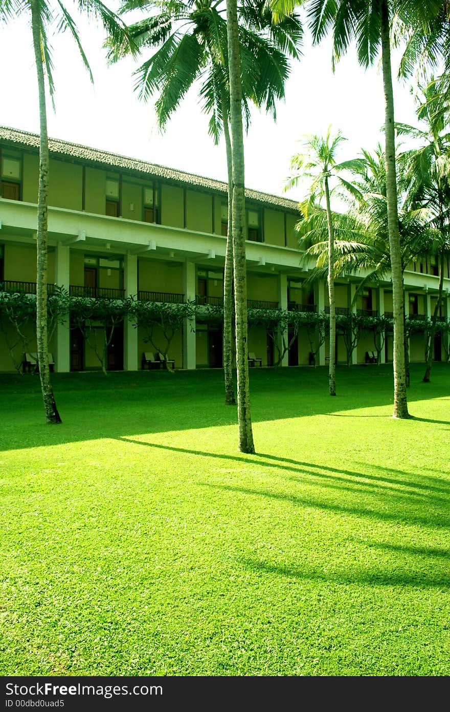 Green Grass And Coconuts