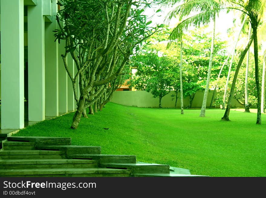 Green Grass And Coconuts